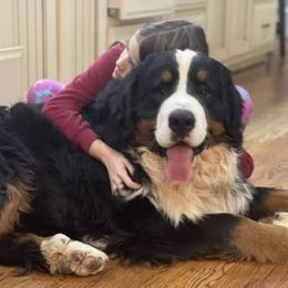 Ivan - Bernese Mountain Dog