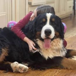 Ivan - Bernese Mountain Dog