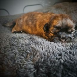 Girl 2 - Brindle female Shih Tzu puppy in Little Falls, Minnesota from Tough Shih