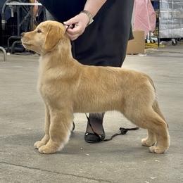 Golden Retriever Puppies from Skyland Golden Retrievers