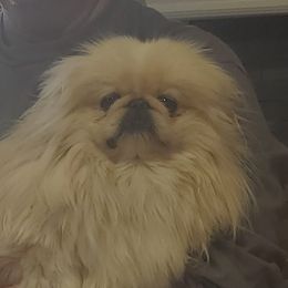 Sugar - Pekingese