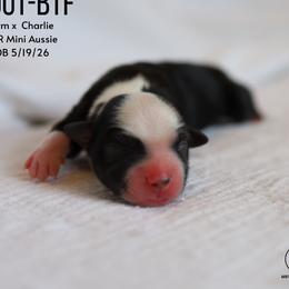 Scout- Black Tri Female (red factored) - Black tri female Miniature Australian Shepherd puppy in Nacogdoches, Texas from TK Standard, Mini, & Toy Aussies