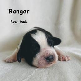 Ranger - Black and white male English Springer Spaniel puppy in Casa Grande, Arizona from The Spaniel Garden