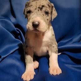 Otis - Mantle merle male Great Dane puppy in Walker, Louisiana from La Rebel Danes