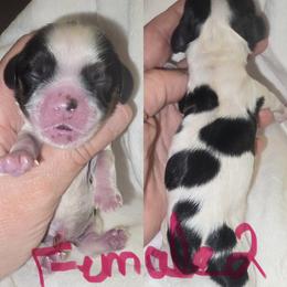 Girl 2 - Black white and tan female Cocker Spaniel puppy in Greensboro, North Carolina from Cochran Spaniels