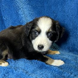 Girl 3 - Black tri female Toy Australian Shepherd puppy in Hokes Bluff, Alabama from Alegria Toy Aussies