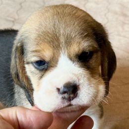 Jaina - Black white and tan female Beagle puppy in Viper, Kentucky from Mountain Top
