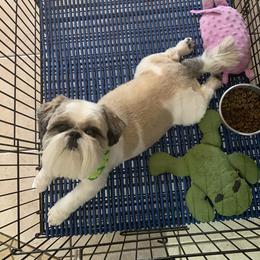 Maggie - Shih Tzu