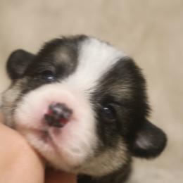 Porsche - Black and tan female Pembroke Welsh Corgi puppy in West, Texas from Rustic Spur Kennel