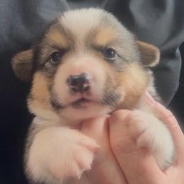 AKC Green - Black and tan male Pembroke Welsh Corgi puppy in Summerfield, Florida from Promise Land Farm