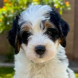 Page - Tri-color female Bernedoodle puppy in Gilbert, Arizona from 5280 Bernedoodles