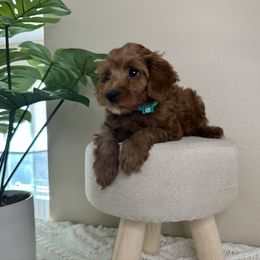 Goldendoodle Puppies from Simply Mini Goldendoodles
