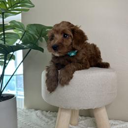 Goldendoodle Puppies from Simply Mini Goldendoodles
