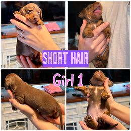 Dachshund Puppies from DNP Doxies