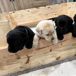 Labrador Retriever Puppies from Butlertown Labs