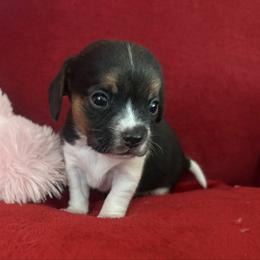 Pocket Beagle Lil Scamper - Black tan and white male Beagle puppy in Gentry, Arkansas from HC Puppy Ranch