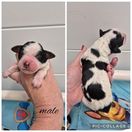 Boy 6 - Black and white male Springerdoodle puppy in Freeland, Michigan from McNally's Springer Spaniels