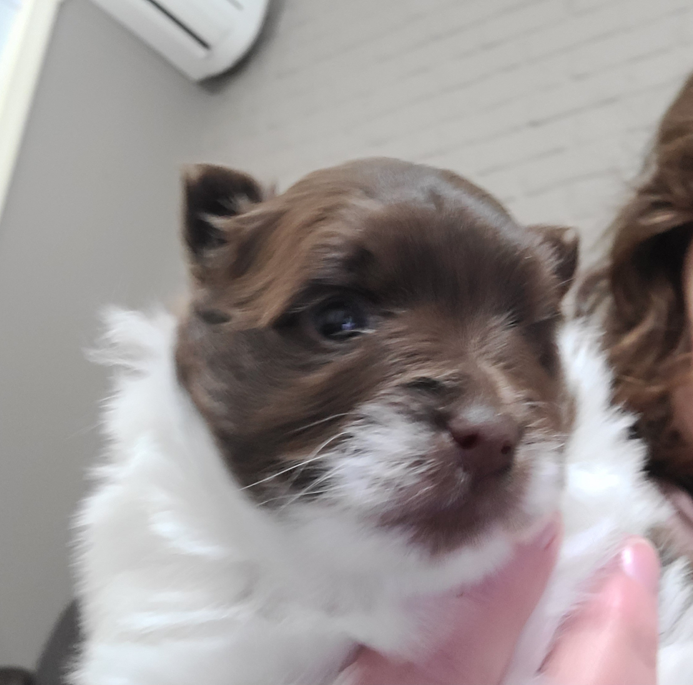 Pomeranian Puppies from Merri's Pom's