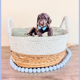 Jett - Brown male Bernedoodle puppy in Lake City, Florida from 224 Doodles and Poodles