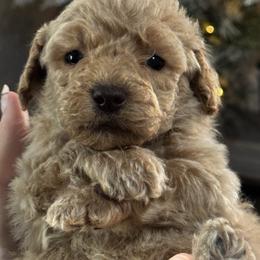 Stormy - Apricot male Goldendoodle puppy in Arcadia, Florida from KnuDawn Goldendoodles and Cavapoos