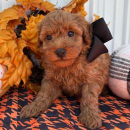 Rory Black (Boy 1) - Red  male Poodle puppy in Miami, Florida from Katy's Toy Poodles & Doodles