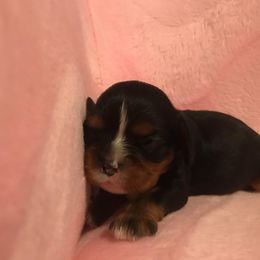 Cavalier King Charles Spaniel Puppies from Pleasant Meadows