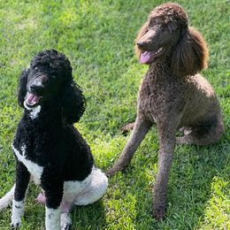 Goldendoodles from Sookie's Doodles