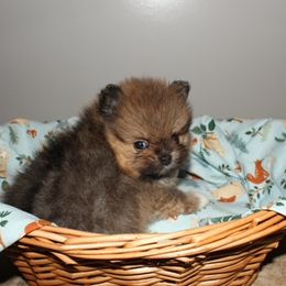 Marko - Red sable male Pomeranian puppy in Avon Park, Florida from Mariska's Pomeranians