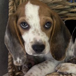 Patch - Black white and tan male Beagle puppy in West Plains, Missouri from Puppiesulove