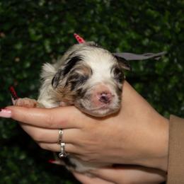 Lucky - Blue merle male Australian Shepherd puppy in Placerville, California from BFF Aussies