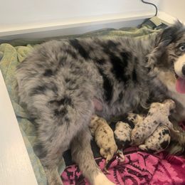 Miniature Australian Shepherd Puppies from Fairfax Aussies