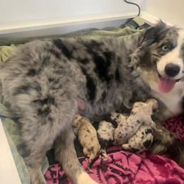 Miniature Australian Shepherd Puppies from Fairfax Aussies