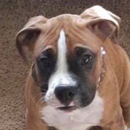 Boxers from Frenchkisses Breeding by Brandy