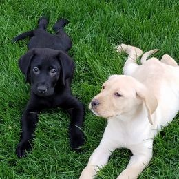 Labrador Retrievers from Blue Ridge Retrievers