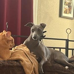Gina - Italian Greyhound