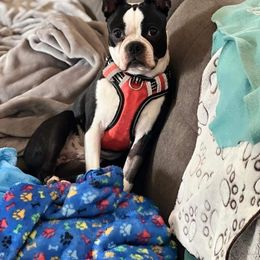 Boston Terrier All Grown Up from CARDINAL BLEU