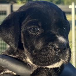 Yellow Collar (Nova) - Independent, adventurous, confident - Black female Cane Corso puppy in Texas from Jolaw Kennel