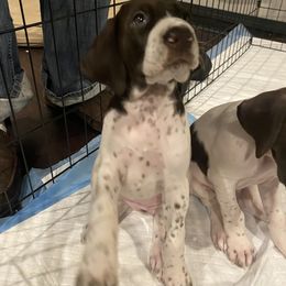 German Shorthaired Pointer Puppies from Windtanzer Farm