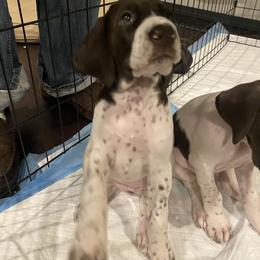 German Shorthaired Pointer Puppies from Windtanzer Farm