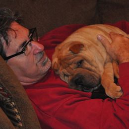 Chinese Shar-Pei from Nordic Star