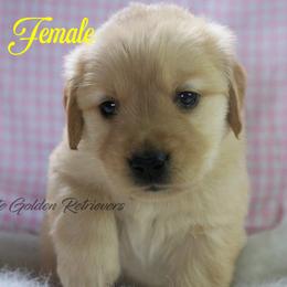 Yellow collar girl - Golden female Golden Retriever puppy in Otis Orchards, Washington from Sunlite Golden Retrievers