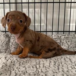 Peanut - Dapple female Dachshund puppy in Callahan, Florida from Little Foot Kennels