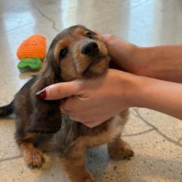 Goose - Red male Dachshund puppy in Temecula, California from Naomi Magee's Dachshund Kennel
