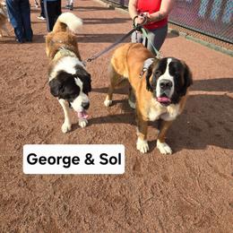 Saint Bernard puppies from Cincinnati St. Bernards