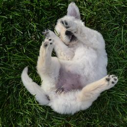 Golden Retriever Puppies from Starbrite Golden Retrievers