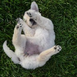 Golden Retriever Puppies from Starbrite Golden Retrievers
