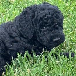 August - Phantom male Goldendoodle puppy in Afton, Oklahoma from C5 Doodles