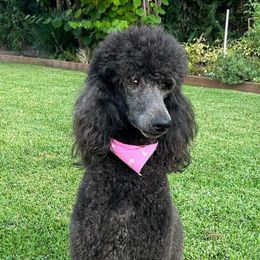 Poodles from Poodle Mia Bailey