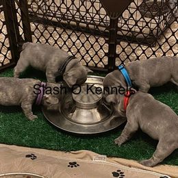 Border Collies and French Bulldogs from Slash O Kennels