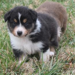 Nutmeg - Black & white male Australian Shepherd puppy in Russell Springs, Kentucky from Maggie Withers' Australian Shepherds